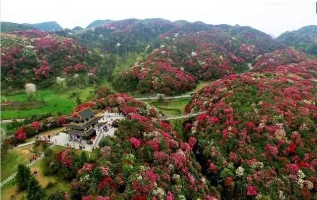 4月18,21,25号:贵州毕节百里杜鹃风景区,甲秀楼,黔灵公园,下司古镇