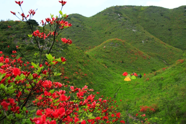 权威花讯靖安白崖山万亩杜鹃4月22日进赏花期