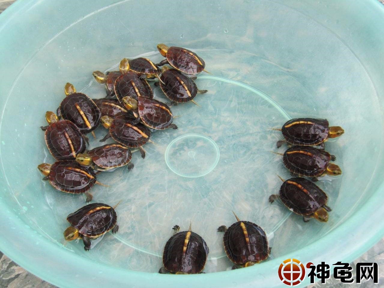 黄缘闭壳龟饲养手册 从龟苗到种龟的培育(收藏篇)