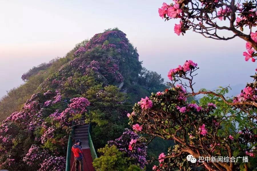 据光雾山景区营销部副经理张琪介绍,目前,外来游客看杜鹃花开,只能