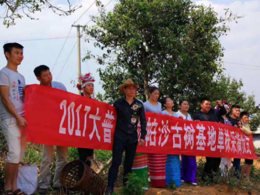 热烈祝贺大普雲顶帕沙古树基地单株采摘圆满成功