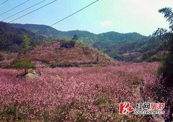 东鹜山桃花谷.