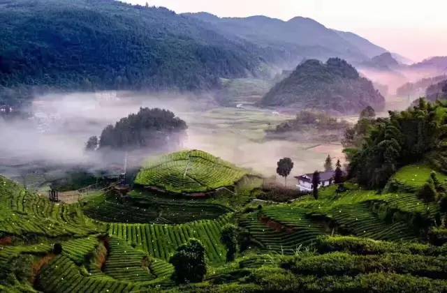 十里桃花开遍,不如伍家台茶园惊艳!