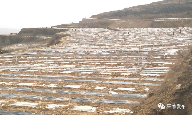 庄浪县永宁乡4700亩生态造林工程(葛峡堡洼梁区域)图片