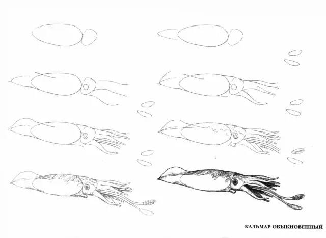 画画入门:50个海洋生物的画法