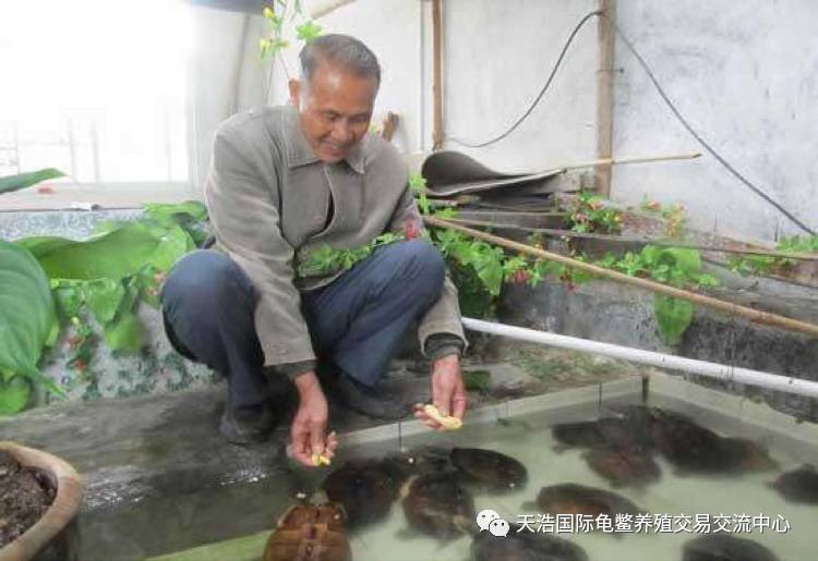 吓人的气温一下降养龟人的心飞上了天