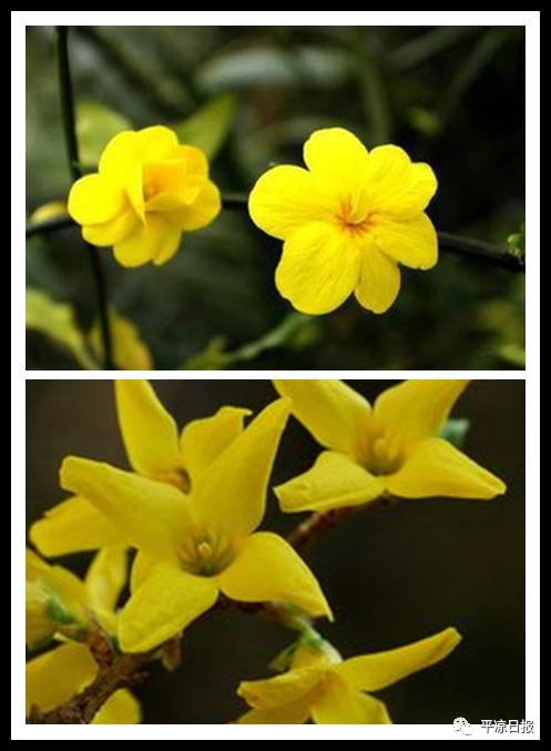 花瓣:最简单的就是看两者的花瓣,迎春花有六个花瓣,连翘则只有四个