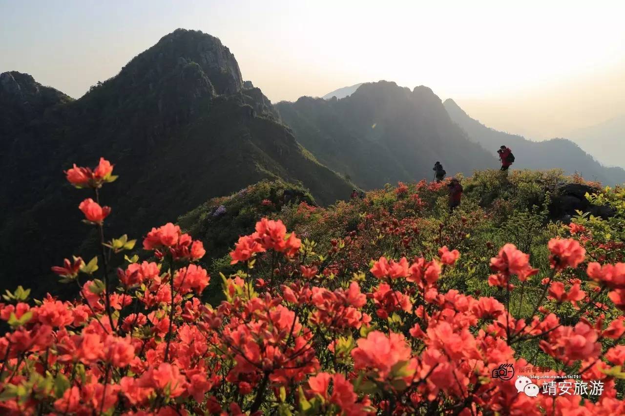 权威花讯靖安白崖山万亩杜鹃4月22日进赏花期