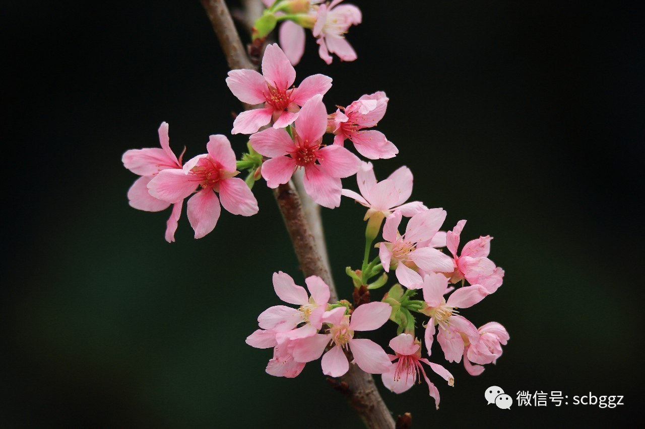 "广州樱"盛开 粉红樱花季来袭