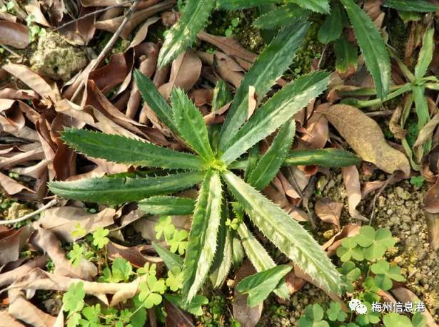 开春丨这些在客家地区随处可见的野菜竟是抗癌大王?大