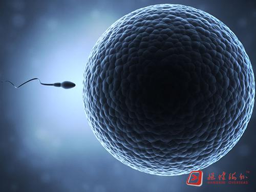 辅酶Q10有效改善卵子质量 或生殖医学专家青