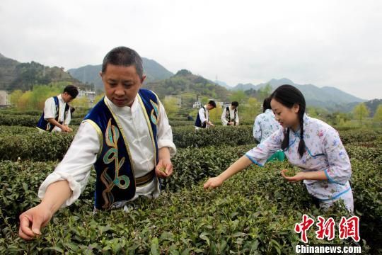 位于陕西安康市紫阳县的茶山上,身着当地传统服饰的采茶人唱着《三月