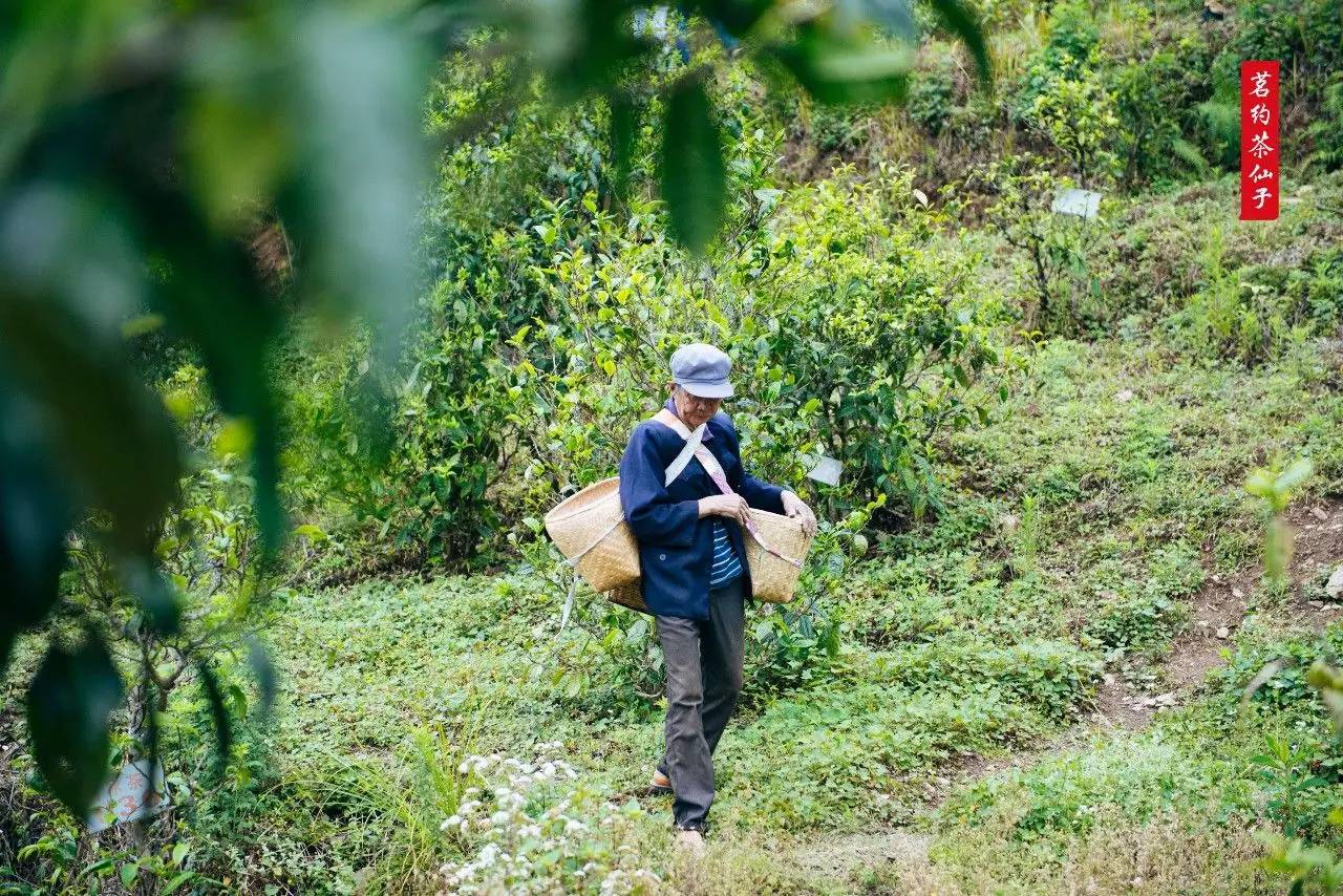 姑娘在山上背着背篓采茶