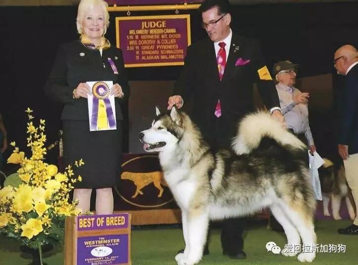 2017年世界第一犬展西敏寺阿拉斯加犬犬种冠军