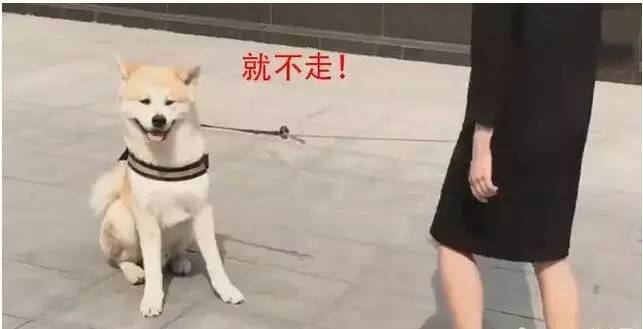 妹子和秋田犬在外面玩,结果狗狗不走了,最后只好让狗