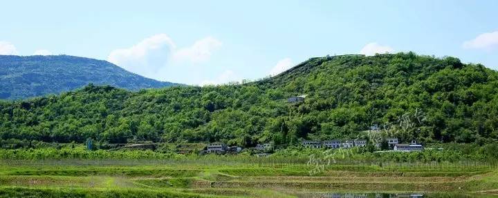 开州渠口镇第四届桑葚节来哒错过等一年