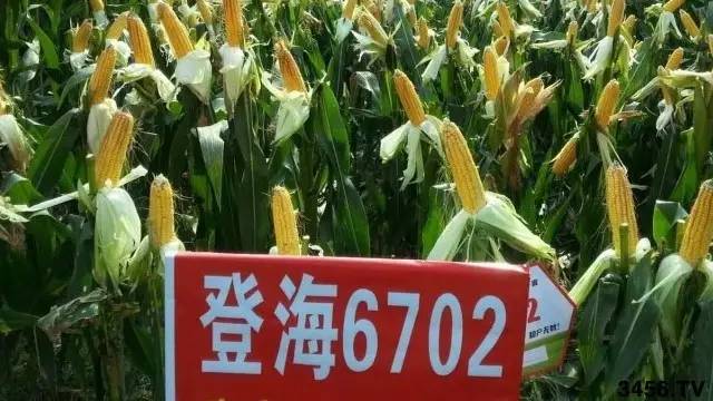 九,登海6702玉米种