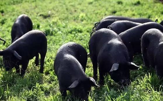 作为皖南黑猪之一的宁国杨山黑猪是经过长期选育而成的地方良种猪.