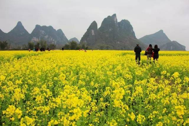 中国最美的油菜花海,都在这里了!