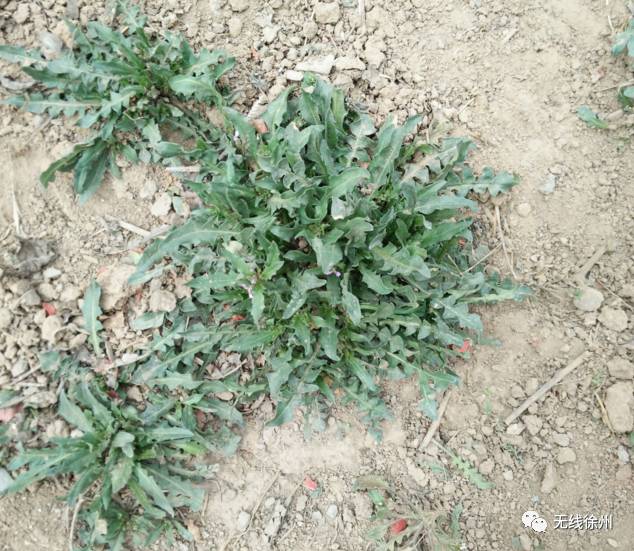 徐州人都看过来,这些小时候常吃的"野菜",那味还记得