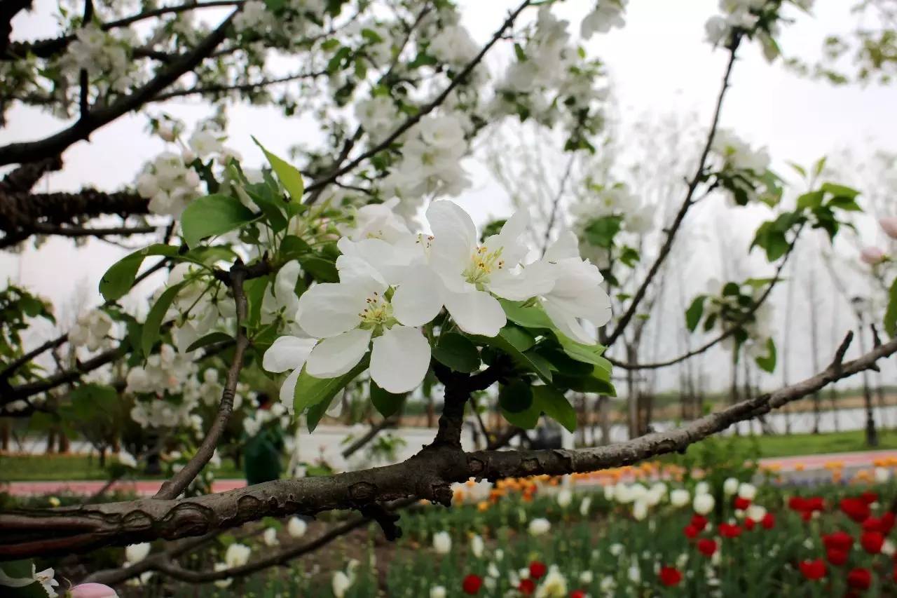 东莞花海世界(带你感受东莞的花花世界的美)