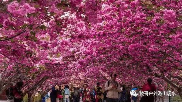 莱阳濯村樱花节直通车一日游