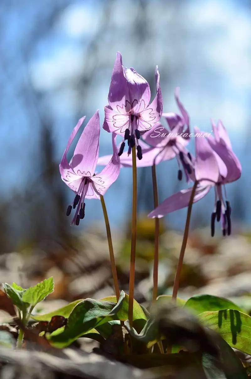 猪牙花,百合科猪牙花属,因地下鳞茎像白色的野猪獠牙而得名(忍不住