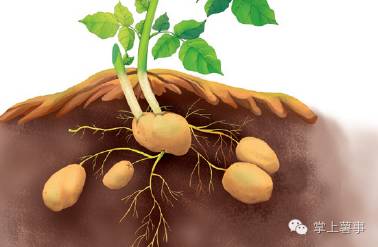 【薯技】马铃薯的全程生长属性及其管理措施
