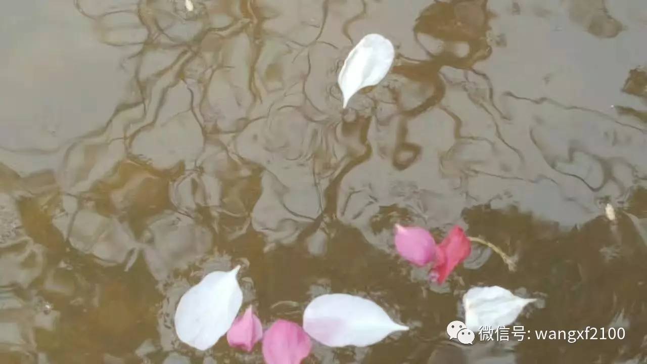 落花流水