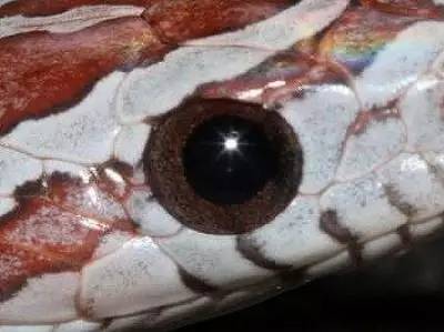 稀释玉米蛇的眼睛:稀释玉米蛇幼体:稀释dilute纹路解析图:影响体色