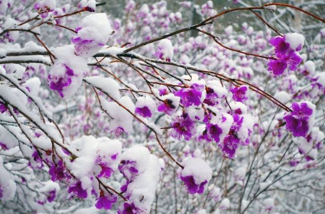 春看冰河红柳,夏赏杜鹃顶雪怒放,秋观五花山,冬览雾凇千里.