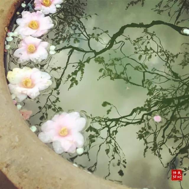 聆听花落的声音(张爱玲)