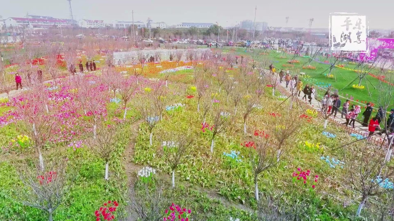 下观看,4g土豪请无视) 沐浴着阳光和春风,钟埭樱花公园的花暖暖盛开