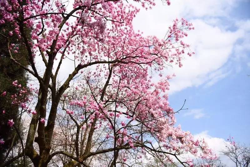 四川最美花海药王谷辛夷花海深山二区海拔1800米正式迎来最佳盛花期