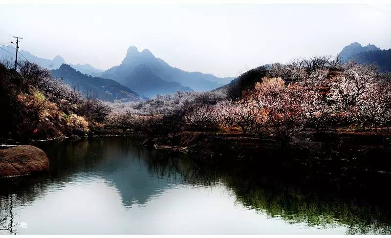 山中春正浓,来一趟崂山,你的春天才算圆满