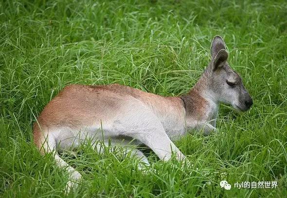 【rlyl物种说】今日--羚大袋鼠(antilopine kangaroo)