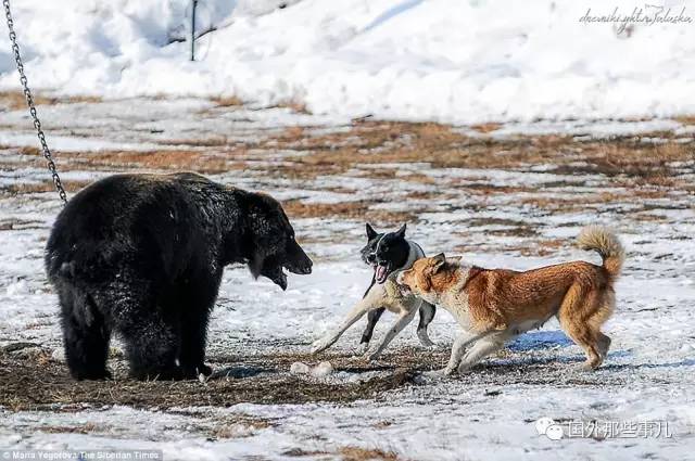 俄罗斯的残酷游戏,黑熊被铁索锁着和猎狗搏斗
