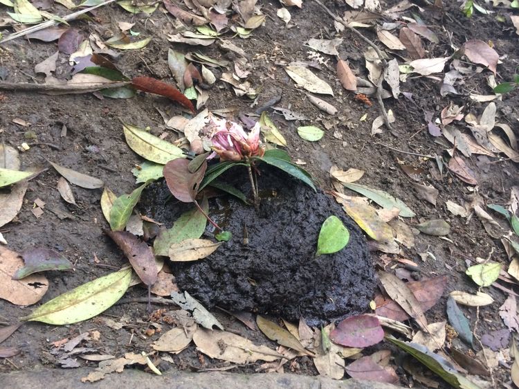 一朵鲜花插在牛粪上?看来牛已经到山上吃草了