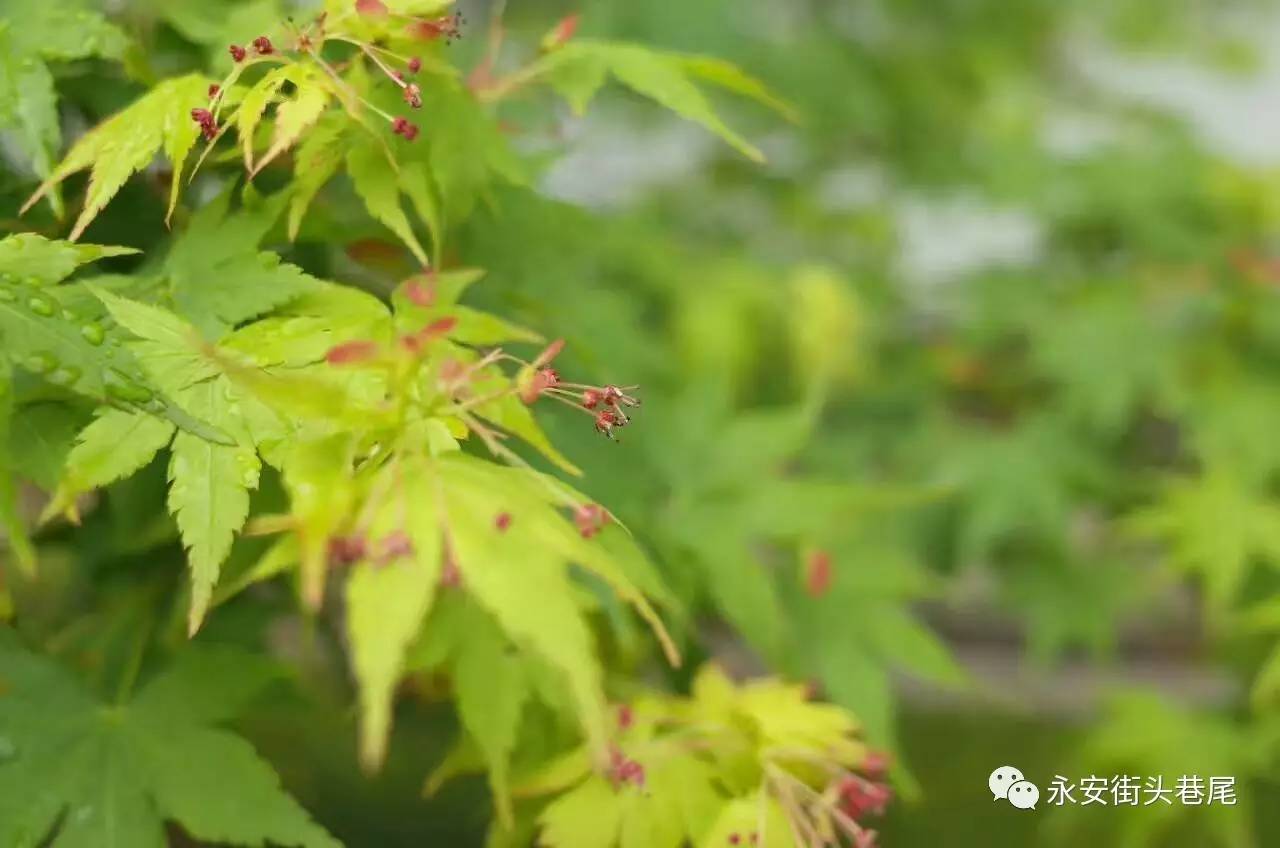 永安将军山枫树开花,温和娇柔,相信很多永安朋友没有注意过.