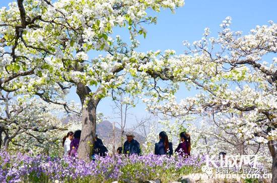 芳菲四月 梨花满园 唐山迁西千亩梨花迎来十万游客