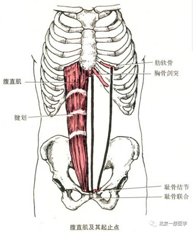 最全的肌肉起止点  图片(疼痛医学精品必备)