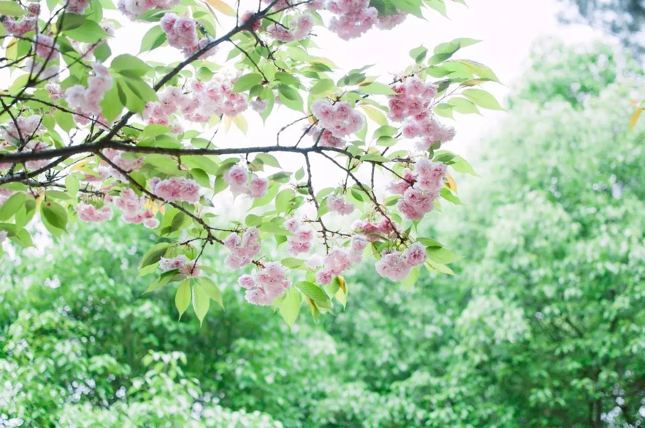 如果你在湘大的樱花里住过一个春天
