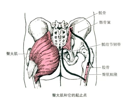 功能:近固定时,使髋关节外展;前部使髋关节屈和内旋.