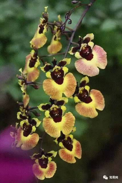 和兰花在一起简谱_With An Orchid 和兰花一起(2)