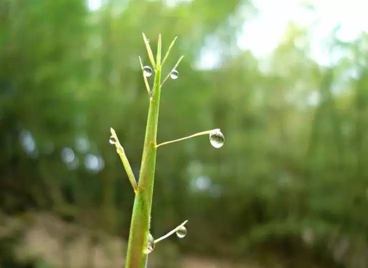 今天你吃了吗?平湖的春天里,这些限量供应的美食!