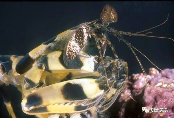 斑琴虾蛄又称斑马螳螂虾,虎斑螳螂虾,广泛分布于全球热带海域,是世界