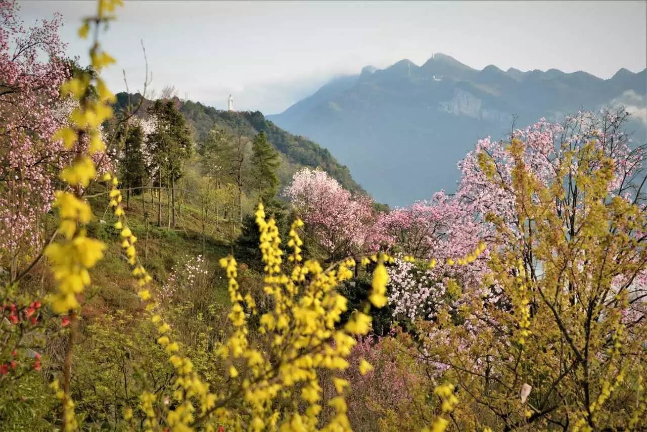 旅游 正文 药王谷的福禄花为"缤纷"系列品种,花香艳丽,那团粉,那簇红