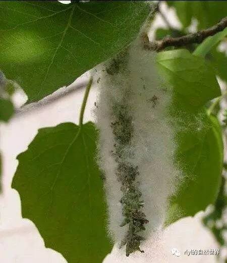 【小凌老师植物学】今日--飞毛的季节 · 毛白杨