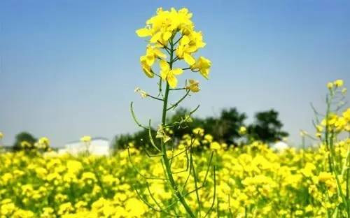 南苑村的油菜花,4月中旬开始开放.