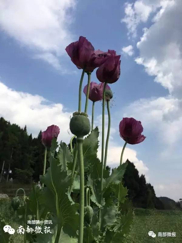 建兴一村民私自种植罂粟壳鸦片烟果被民警全部铲除